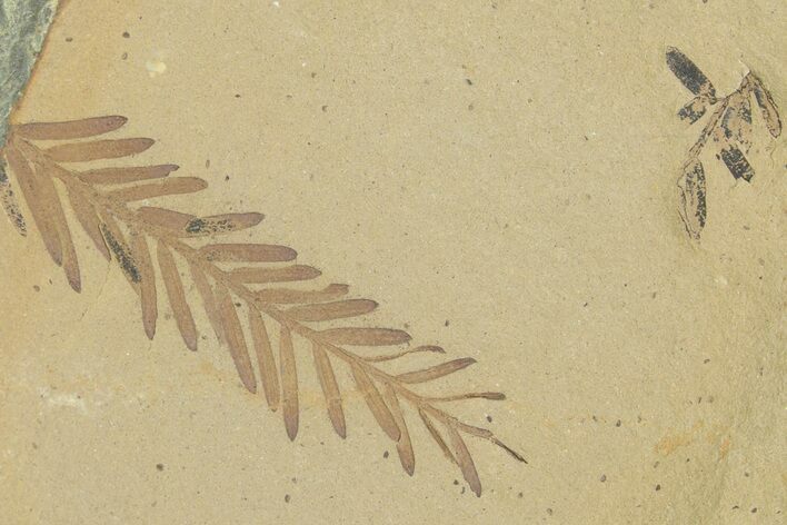 Shale With Dawn Redwood (Metasequoia) Fossils - Montana #356480